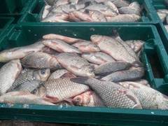 Фото 2. Продаем свежую живую Рыбу, Раки - Самое Лучшее Качество в Украине