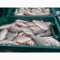 Продаем свежую живую Рыбу, Раки - Самое Лучшее Качество в Украине