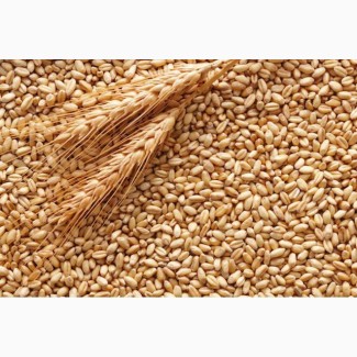 Закуповуємо пшеницю