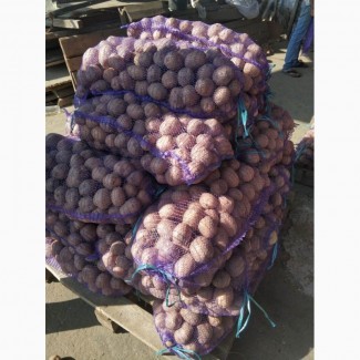 Продам товарный картофель:сорт-СИФРА 9.50 грн/кг
