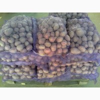 Продам товарный картофель:сорт-СИФРА 9.50 грн/кг