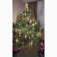 Купить новогоднюю елку, сосну в Лубнах
