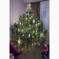 Купить новогоднюю елку, сосну в Лубнах