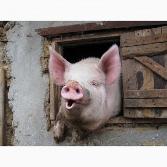 Продам свиней живою вагою 120 - 150 кг