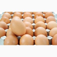 Купуємо органічні яйця (експорт до ОАЕ)