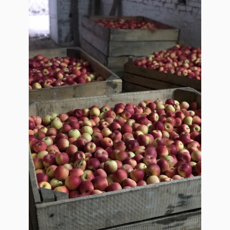 Фото 5. Продам високоякісні яблука з холодильника різних сортів (газовка)