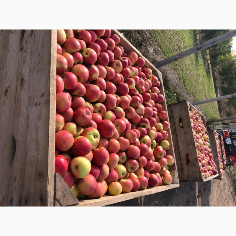 Фото 2. Продам високоякісні яблука з холодильника різних сортів (газовка)