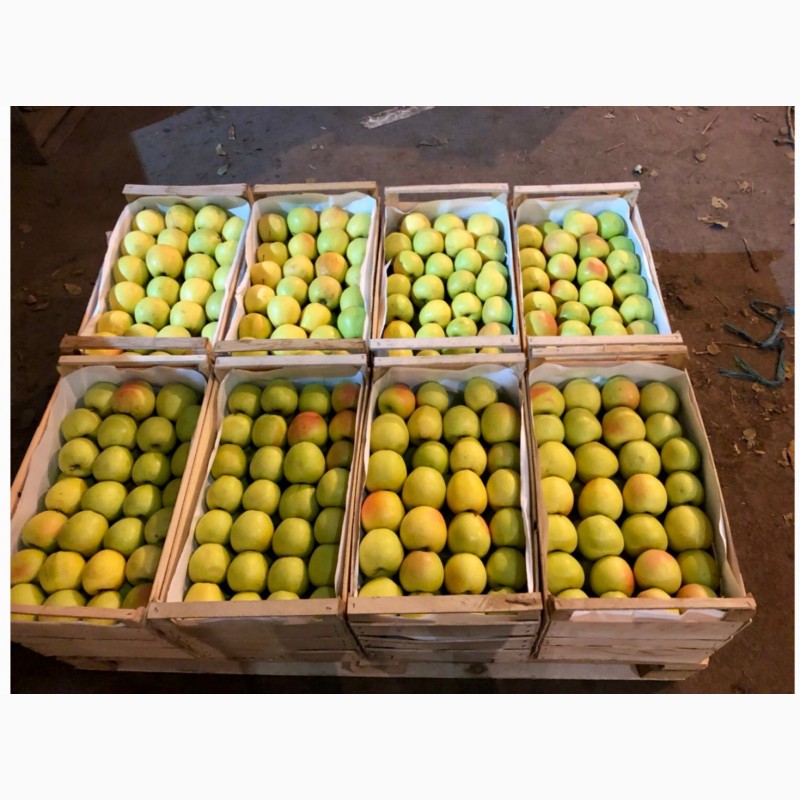 Фото 3. Продам високоякісні яблука з холодильника різних сортів (газовка)