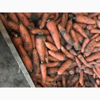 Морковь/морква