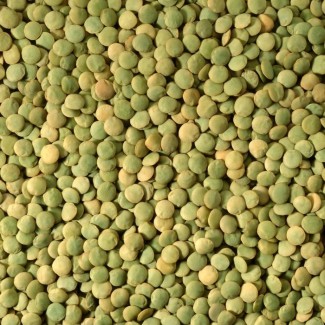 Чечевица, сочевиця, lentils от производителя 2023