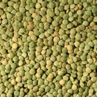 Чечевица, сочевиця, lentils от производителя 2022