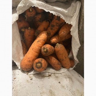 Продам морковь отличного качества