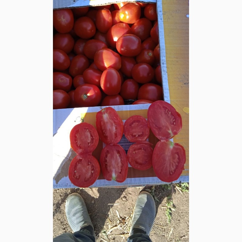 Фото 4. Куплю полевой помидор в качестве
