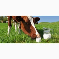 Оптовая реализация коровьего молока