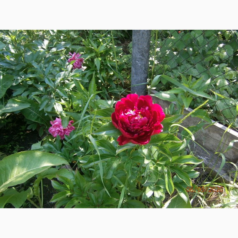 Фото 5. Троянди гідролат незбираний від олії 100%, збір 2022р. Якість супер