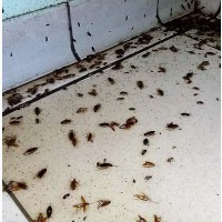 Уничтожение тараканов, блох, клопов, мышей и крыс