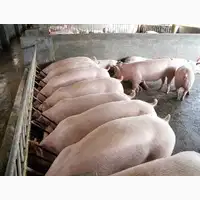 Продаж свиней вагою 150-200кг Доставка скотовозом
