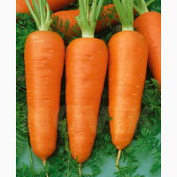 Органічна морква власного вирощування