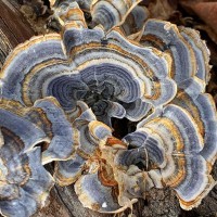 Гриб Траметес різнокольоровий (Trametes versicolor)