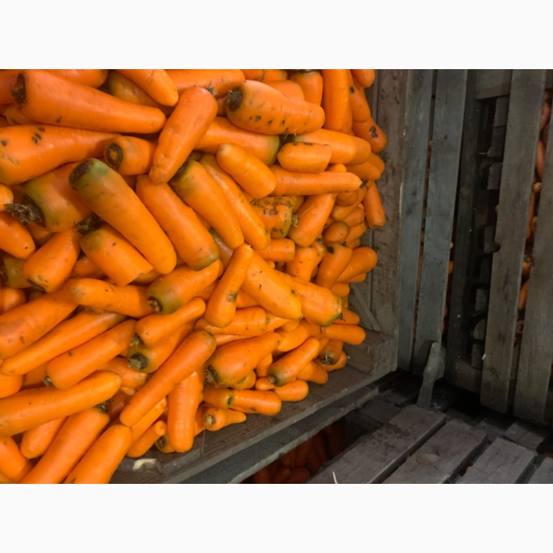 Фото 5. Продам моркву миту
