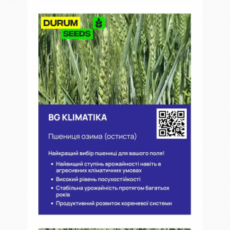 БГ Кліматіка / BG Klimatika пшениця м#039;яка озима. Насіння пшениці Durum Seeds