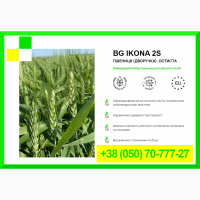 Насіння пшениці BG IKONA 2S - Пшениця (дворучка), остиста