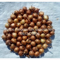 Лук севок штутгарт 1-1, 5 см (Украина)