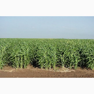 Продам насіння Суданської трави Дніпровська 54 1р з ПДВ