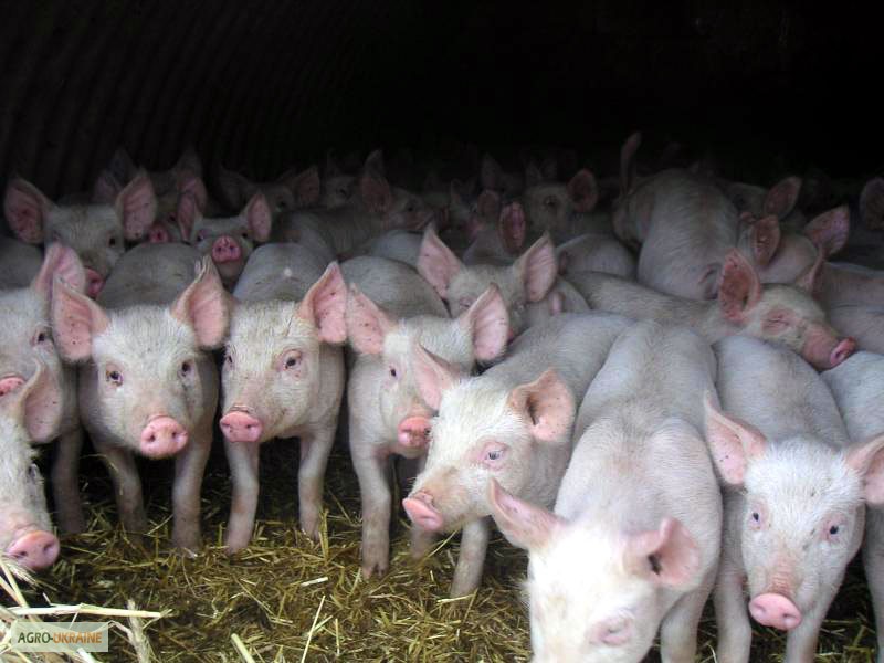 Фото 2. Продаем свиней живым весом 80-100 кг оптом