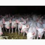 Продаем свиней живым весом 80-100 кг оптом