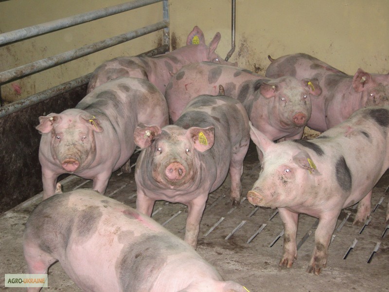 Фото 3. Продаем свиней живым весом 80-100 кг оптом