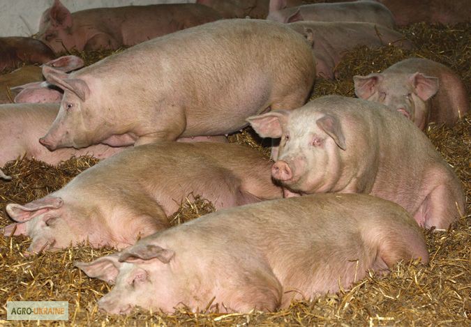 Фото 4. Продаем свиней живым весом 80-100 кг оптом