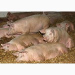 Продаем свиней живым весом 80-100 кг оптом
