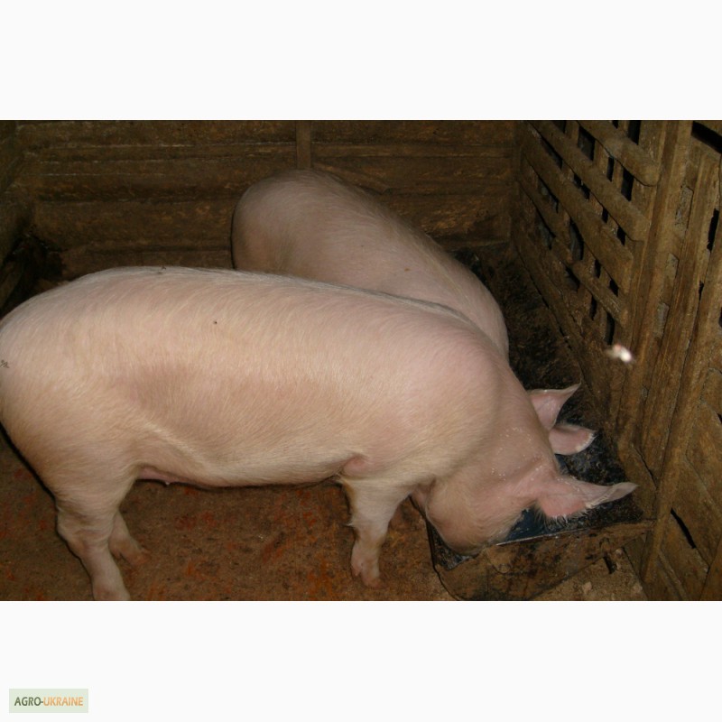 Фото 5. Продаем свиней живым весом 80-100 кг оптом