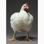 Бройлер суточные цыплята КОББ 500 с вакцинацией