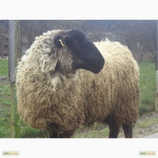 Вівці романівські
