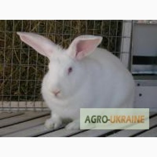 Комбикорм для кроликов на откорме РОСТ К92-2 от 35 дней и до забоя