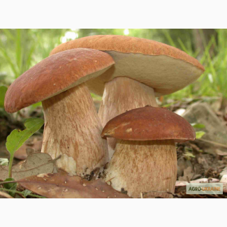 Покупка / спробувати кількість диких грибів