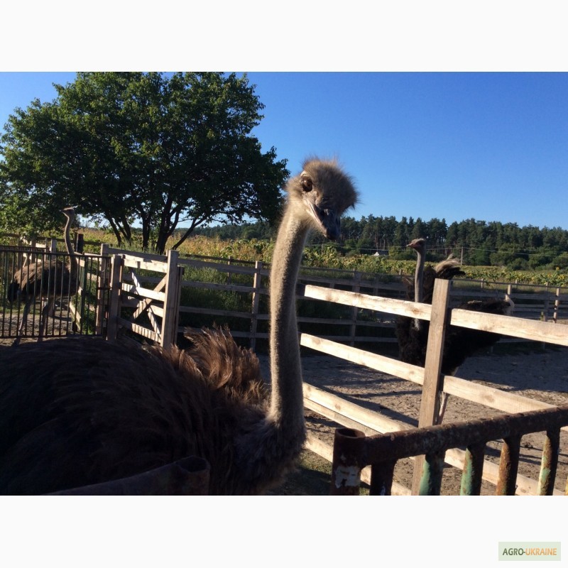 Фото 18. Южноафриканский страус, молодняк, месячные и более - продам