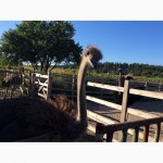 Южноафриканский страус, молодняк, месячные и более - продам