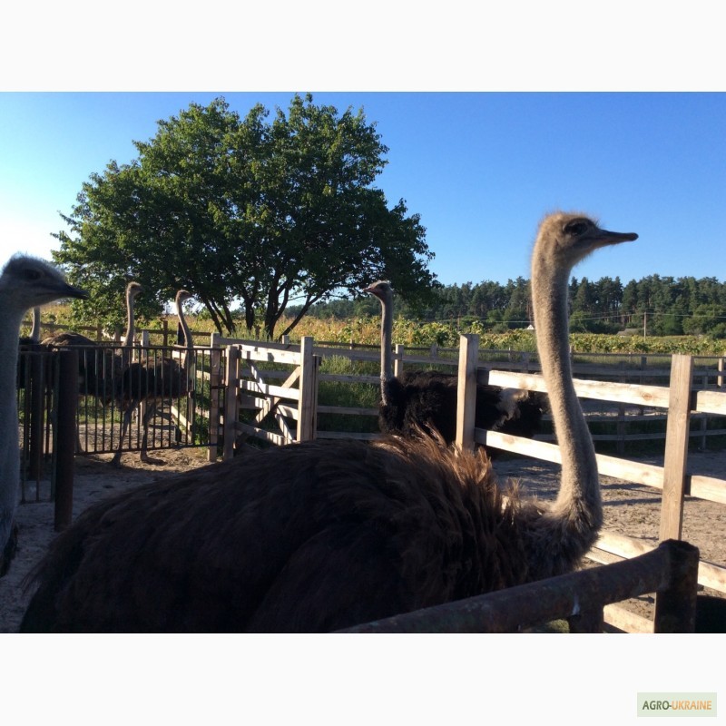 Фото 19. Южноафриканский страус, молодняк, месячные и более - продам