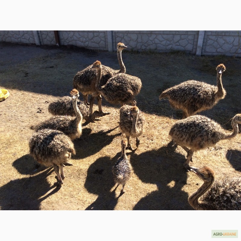 Фото 9. Южноафриканский страус, молодняк, месячные и более - продам