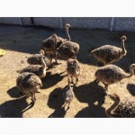 Южноафриканский страус, молодняк, месячные и более - продам