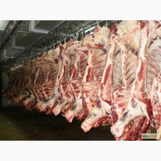 Продам: мясо говядины халяль