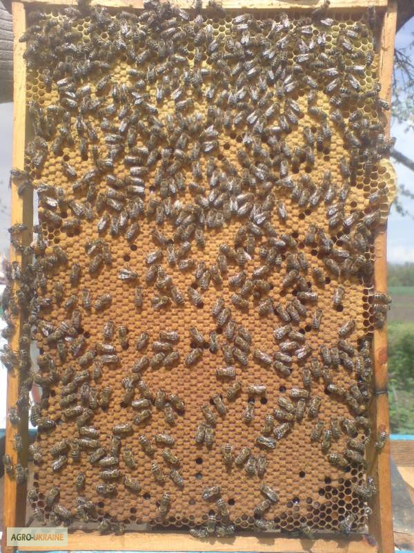Продам бджолопакети 4 рр. кінець квітня ціна договірна