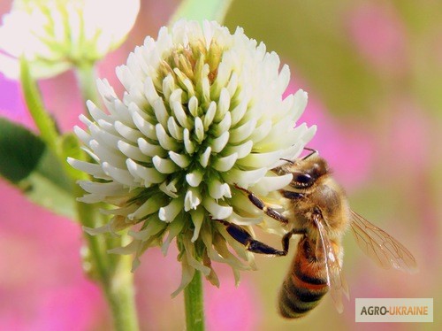 Фото 2. Продам бджолопакети 4 рр. кінець квітня ціна договірна