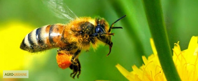 Фото 3. Продам бджолопакети 4 рр. кінець квітня ціна договірна