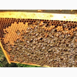 Продам Бджолопакети порода Українська степова