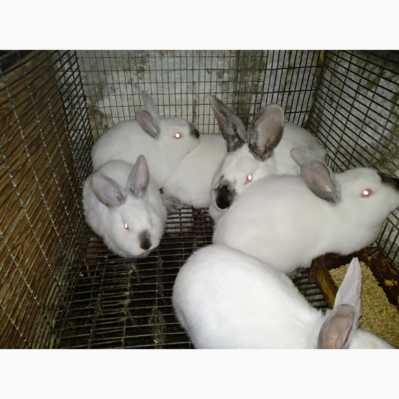 Фото 2. Кролики разных пород