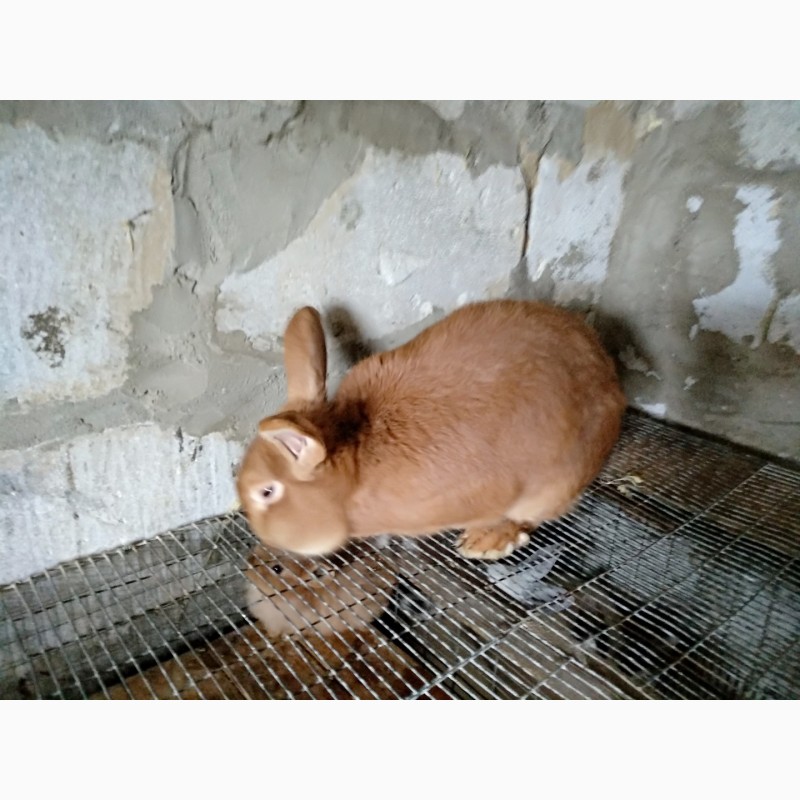 Фото 4. Кролики разных пород